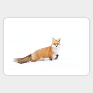 Red fox - Algonquin Park Sticker